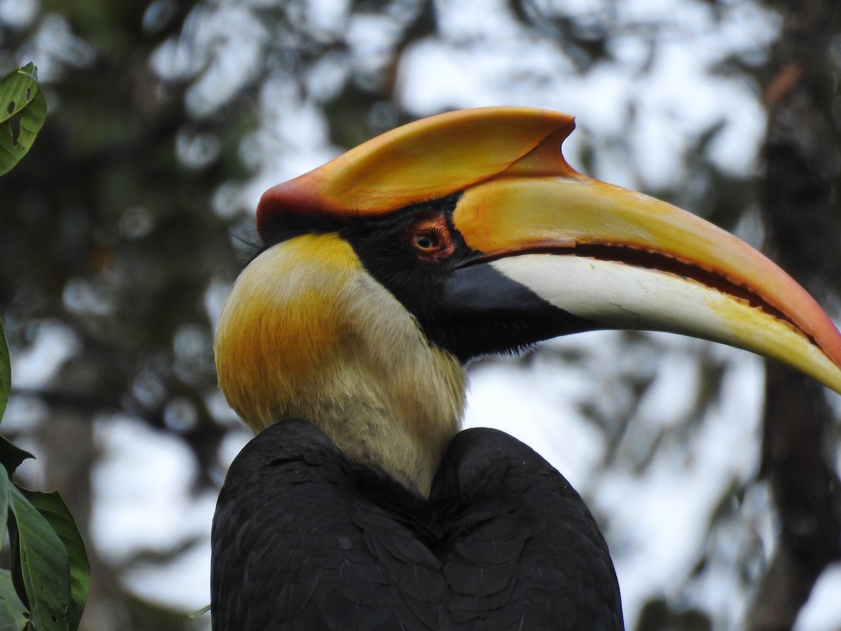 Great Hornbill - ML419947061