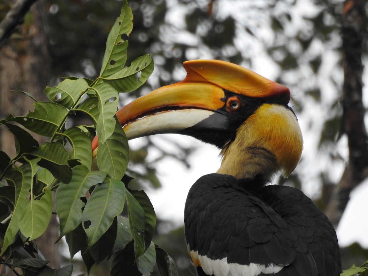 Great Hornbill - ML419947071