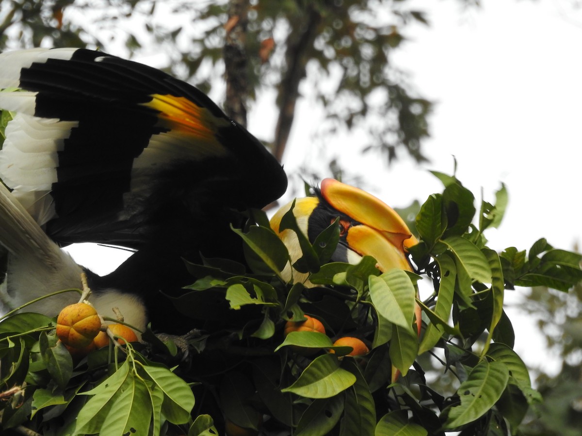 Great Hornbill - ML419947081