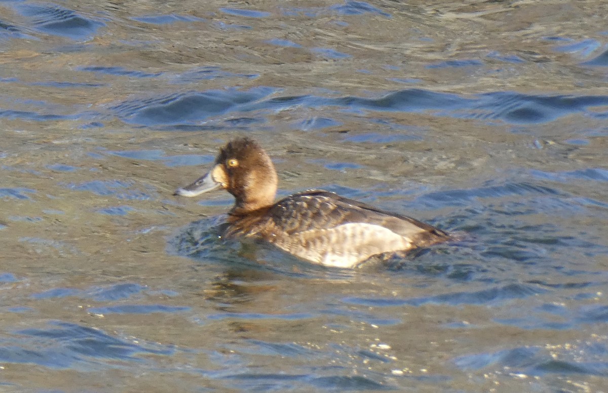 Greater Scaup - ML419947201