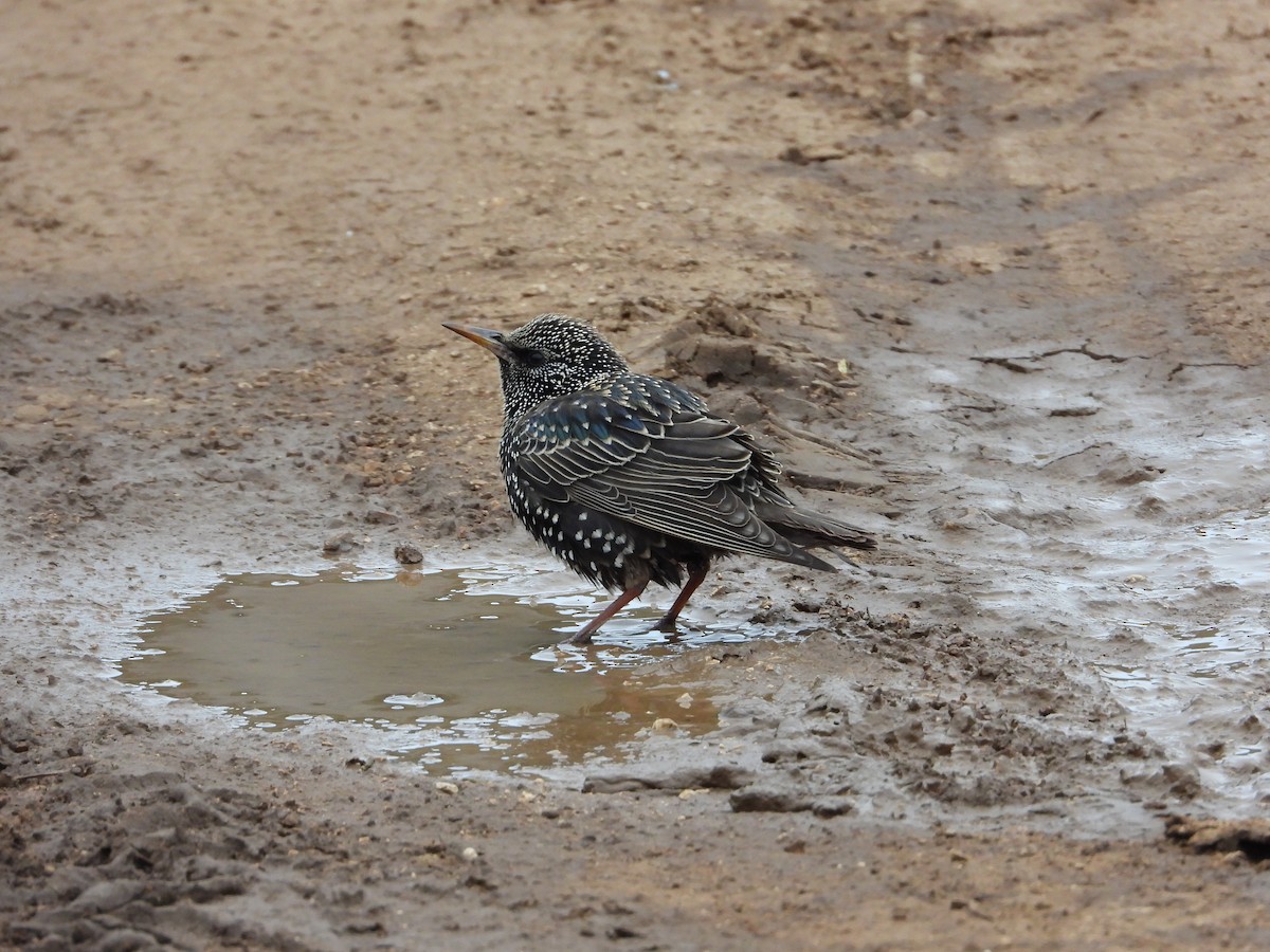 European Starling - ML419947561