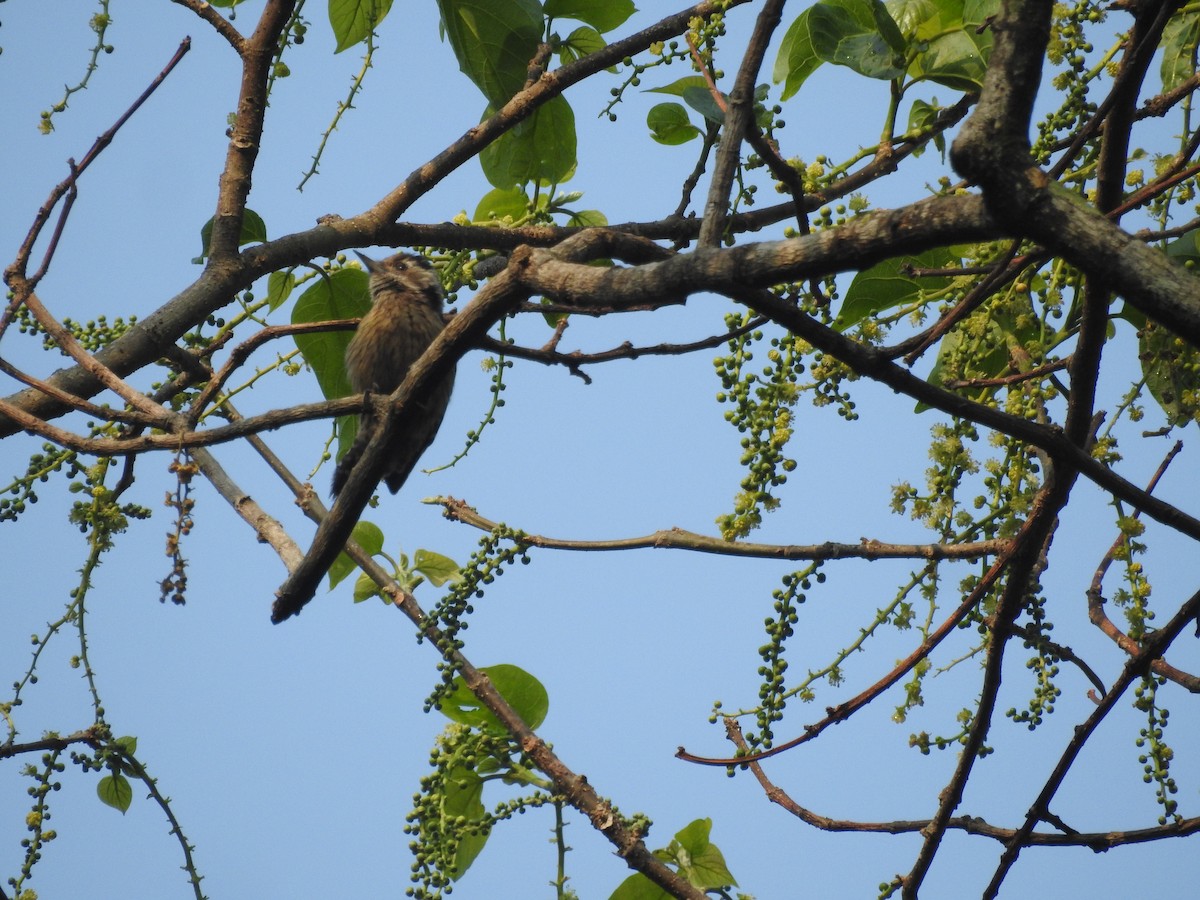 Gray-capped Pygmy Woodpecker - Sourav Halder