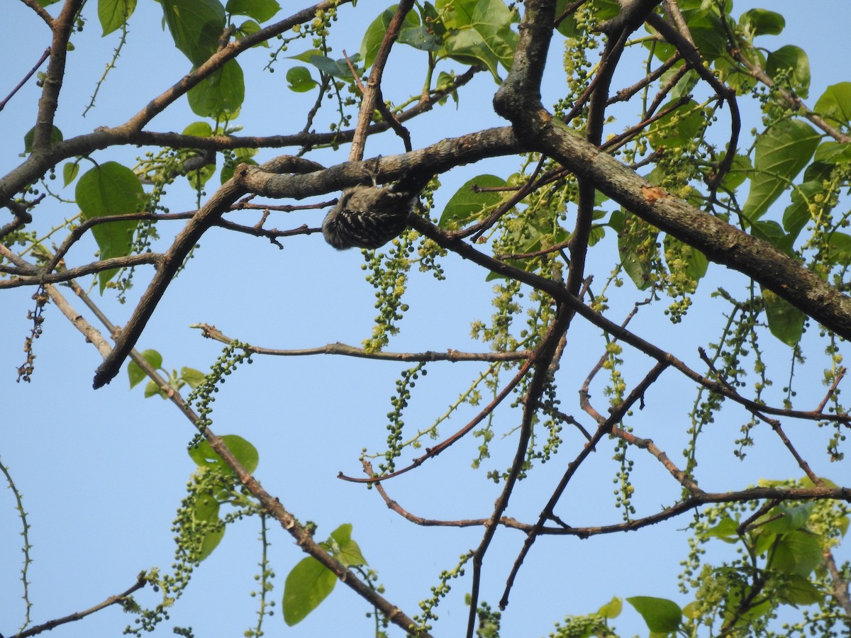 Gray-capped Pygmy Woodpecker - Sourav Halder