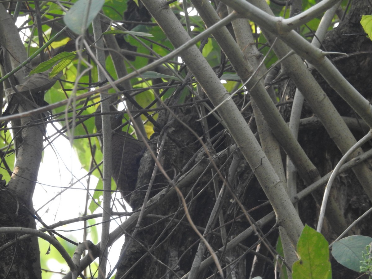 Rufous Woodpecker - ML419949051