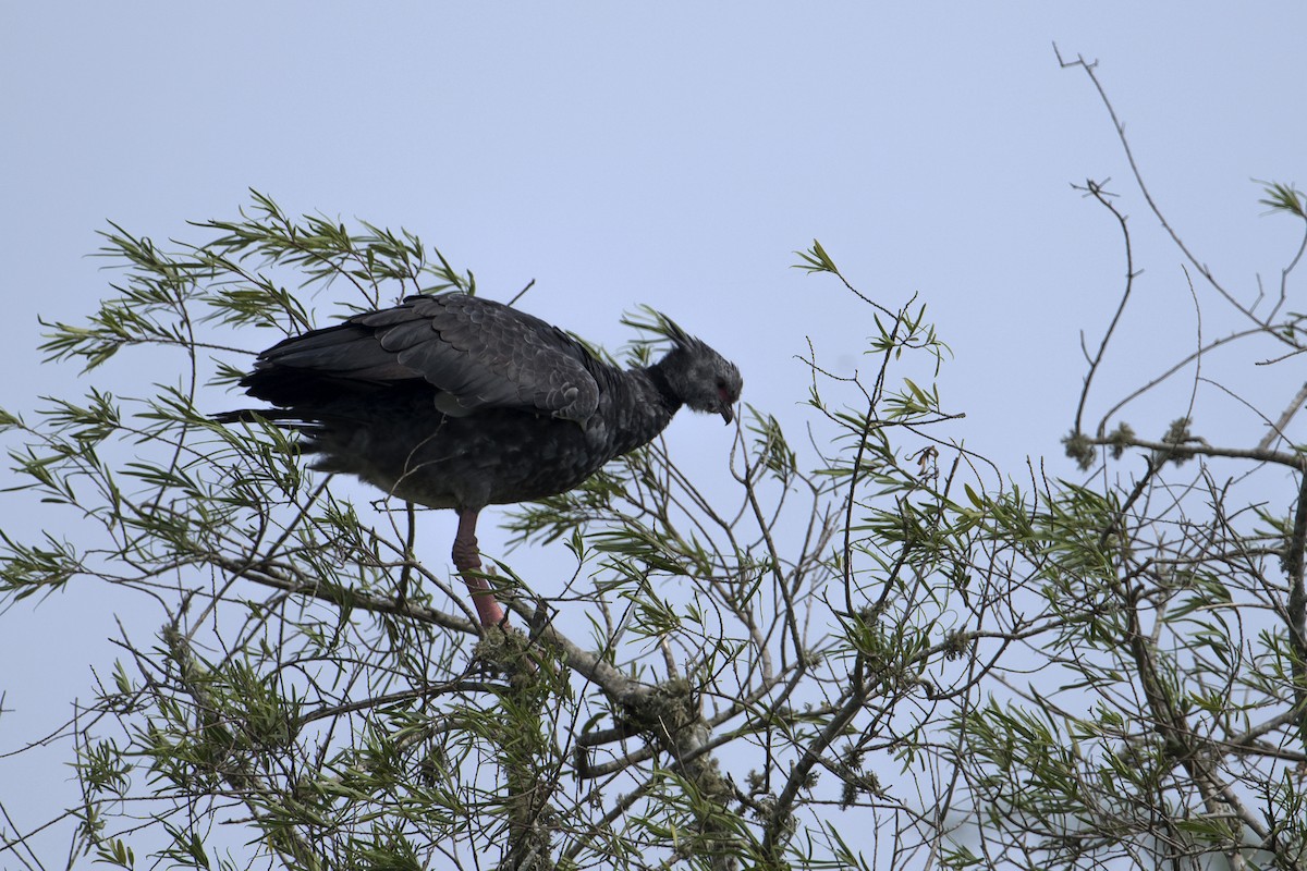 Southern Screamer - Luiz Carlos Ramassotti