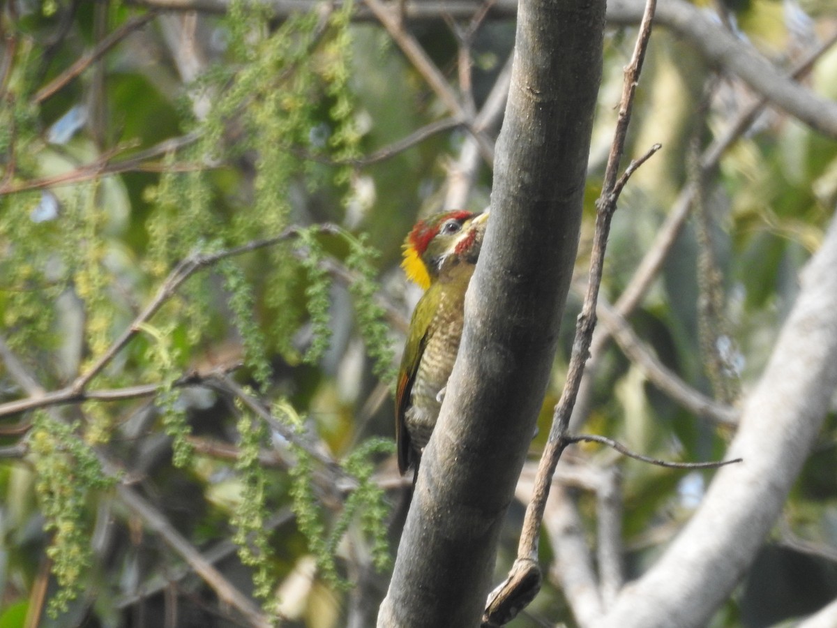 Lesser Yellownape - ML419949531