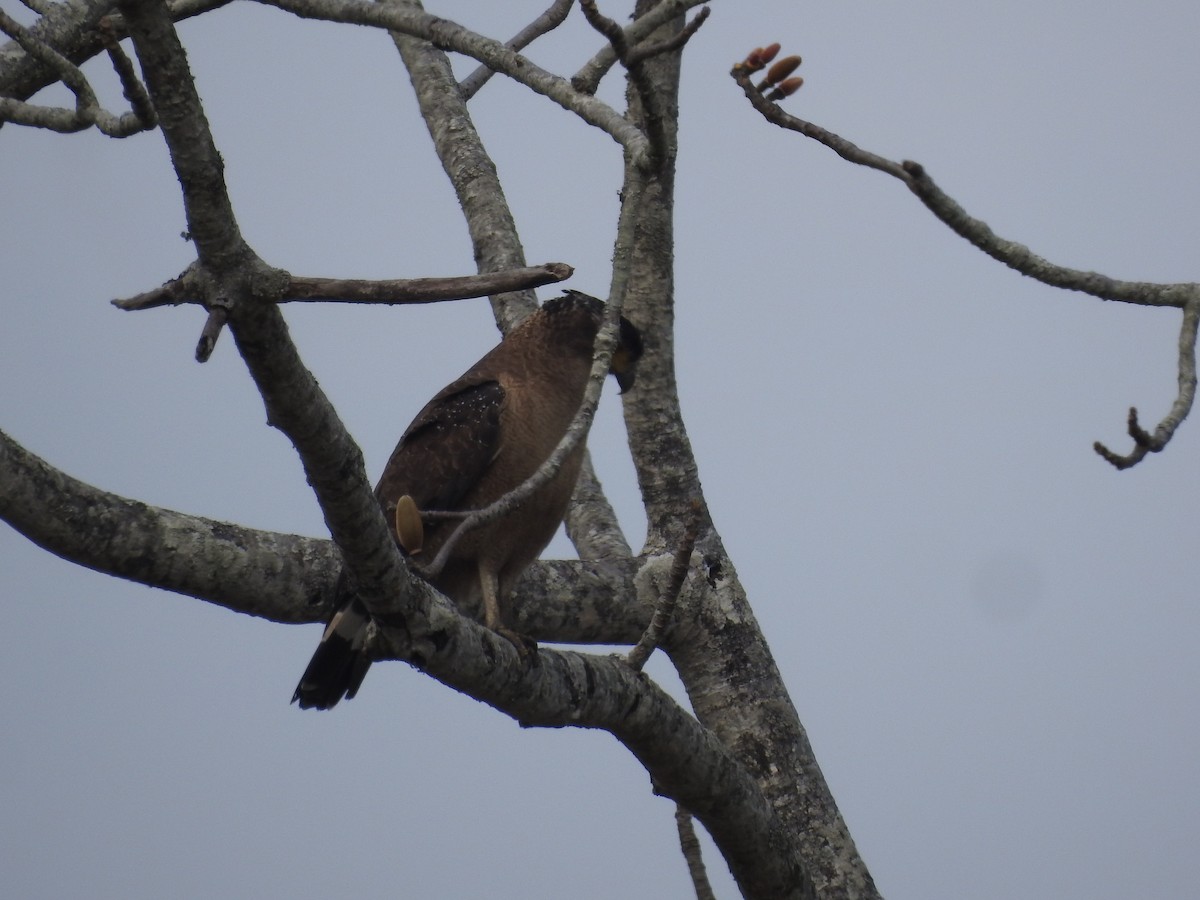 Crested Serpent-Eagle - Sourav Halder