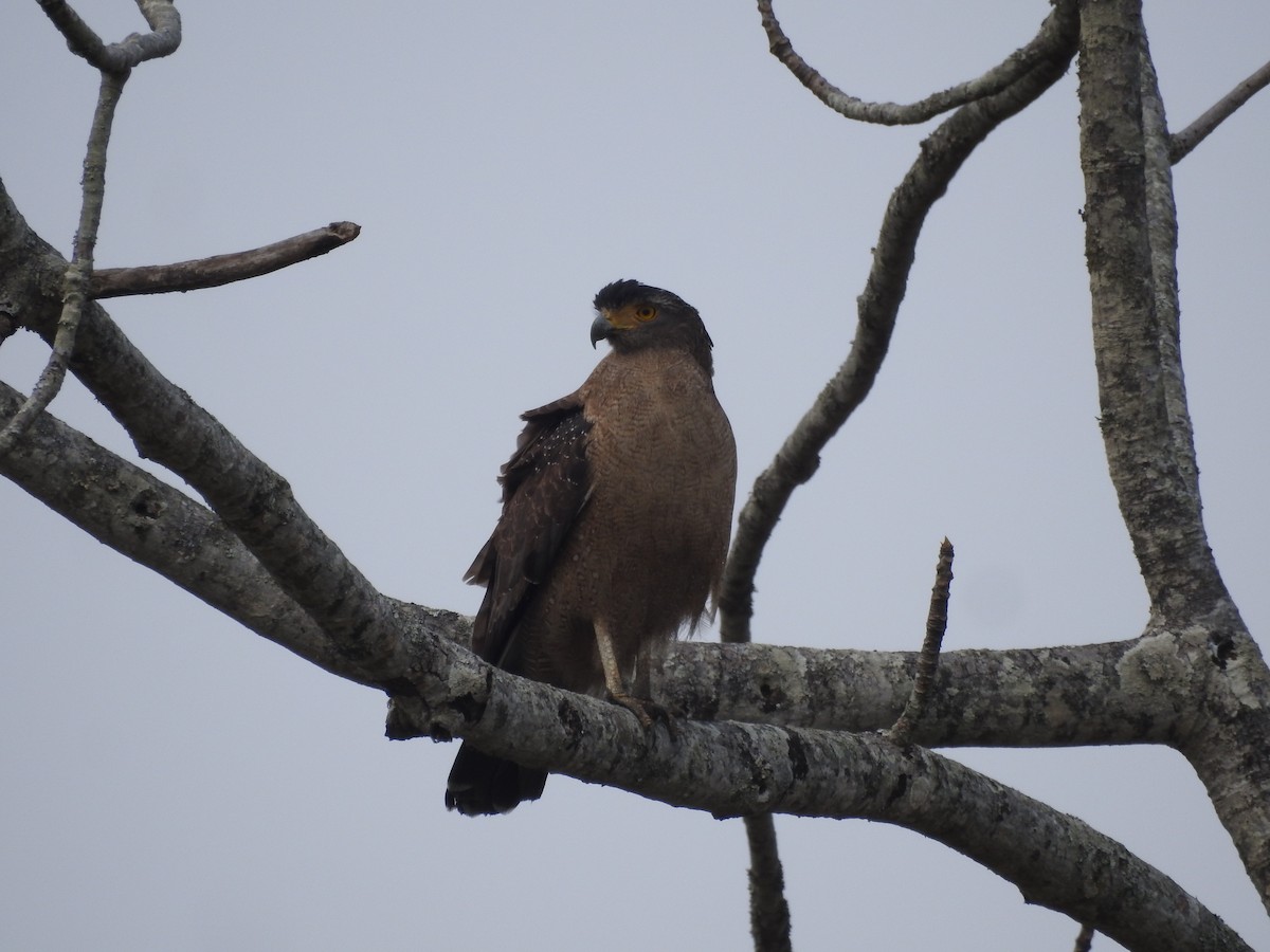 Crested Serpent-Eagle - Sourav Halder