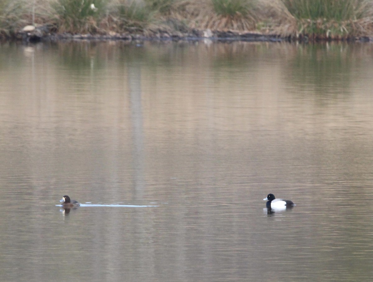 Greater Scaup - ML419952651