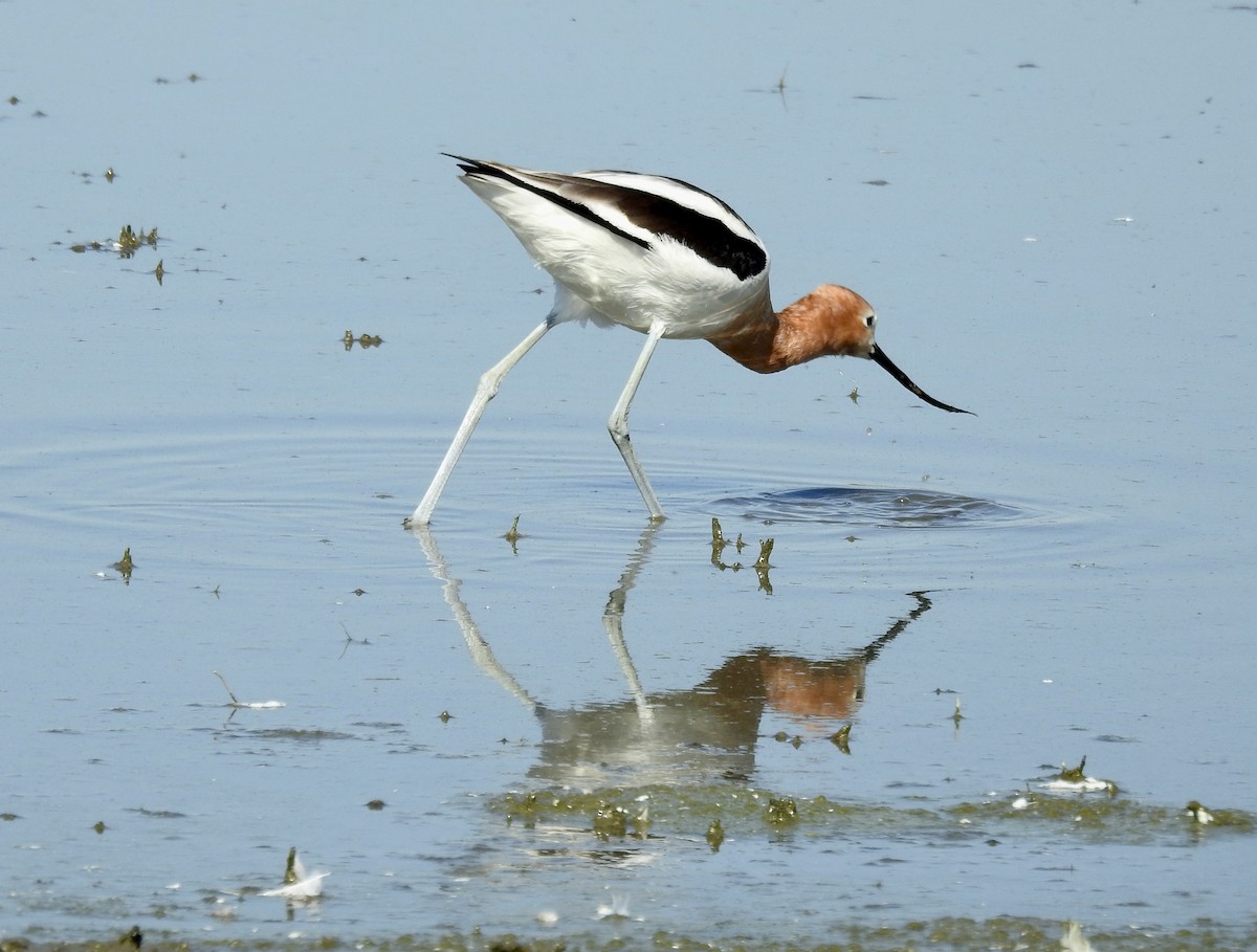 American Avocet - ML419954801