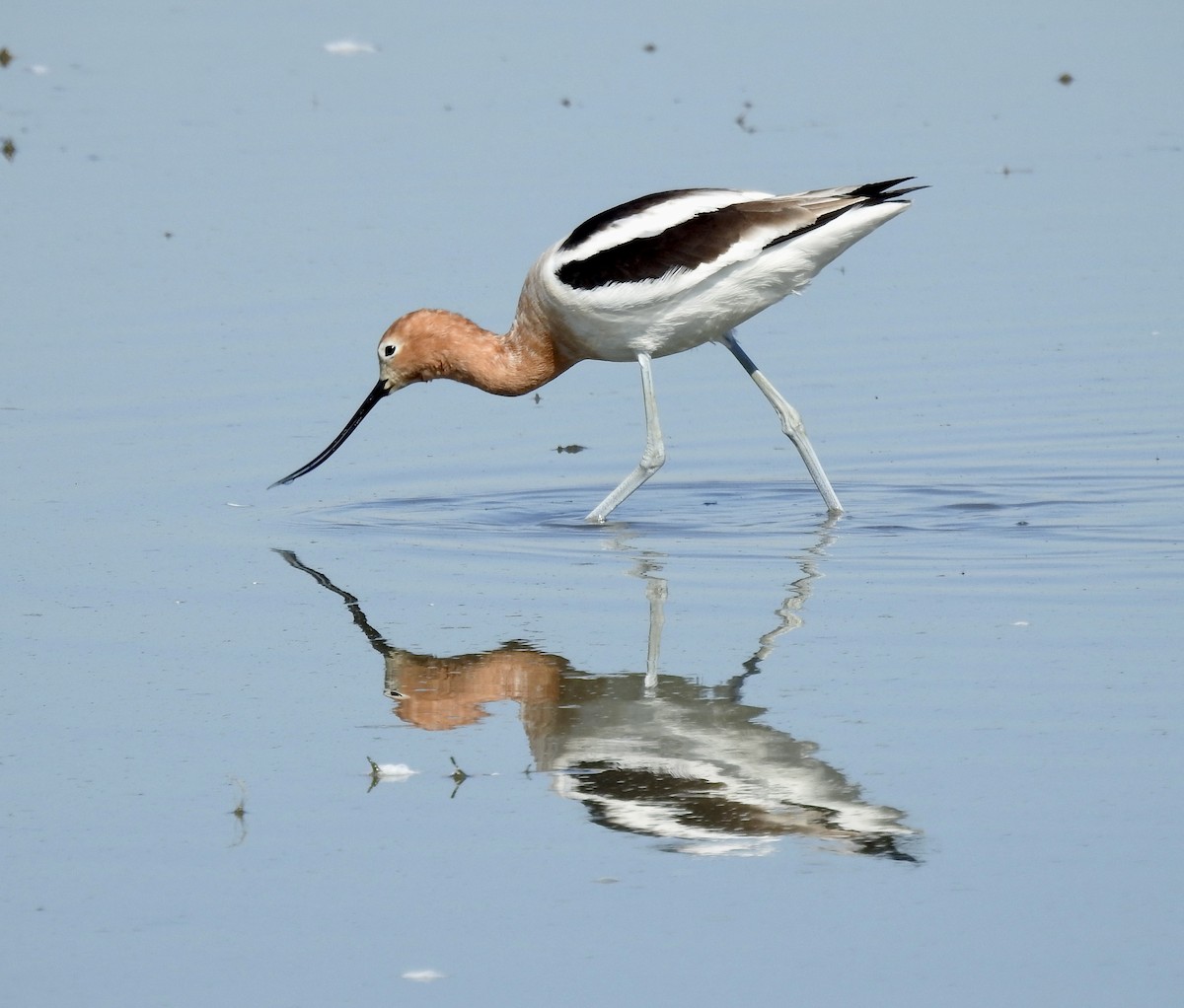 American Avocet - ML419954831