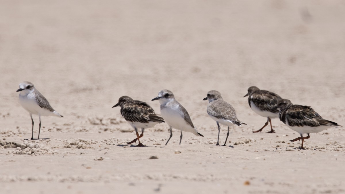 Ruddy Turnstone - ML419954971