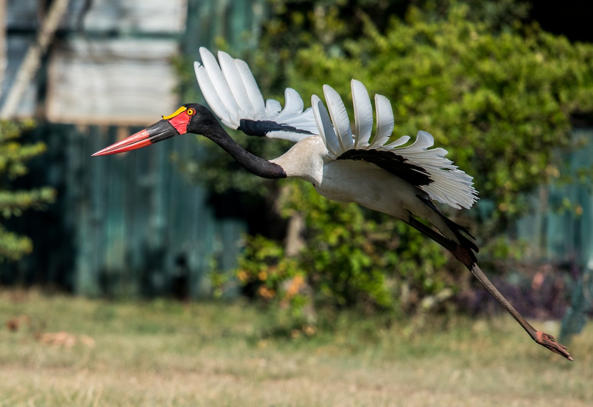 Saddle-billed Stork - ML41995691