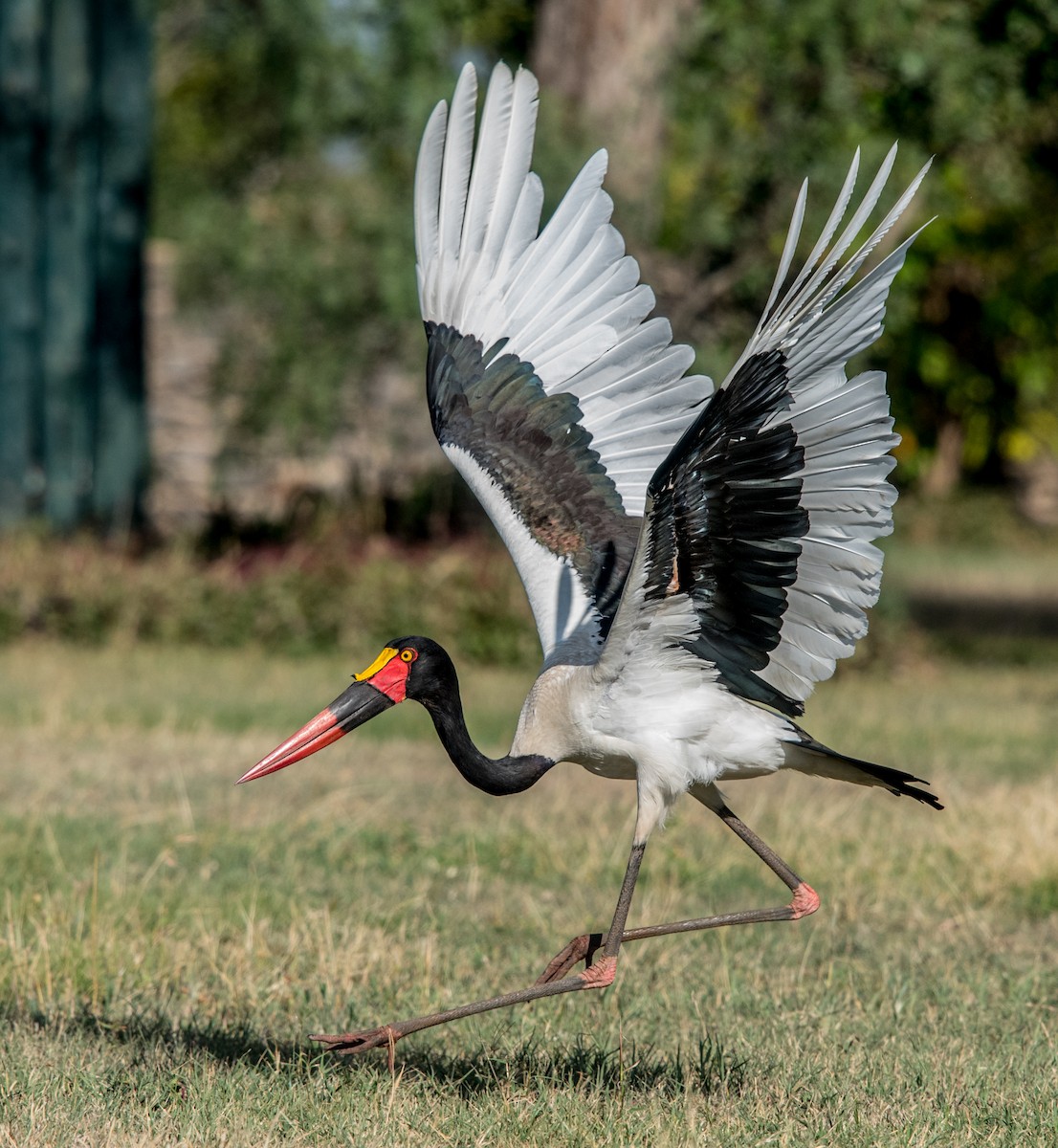 Saddle-billed Stork - ML41995741