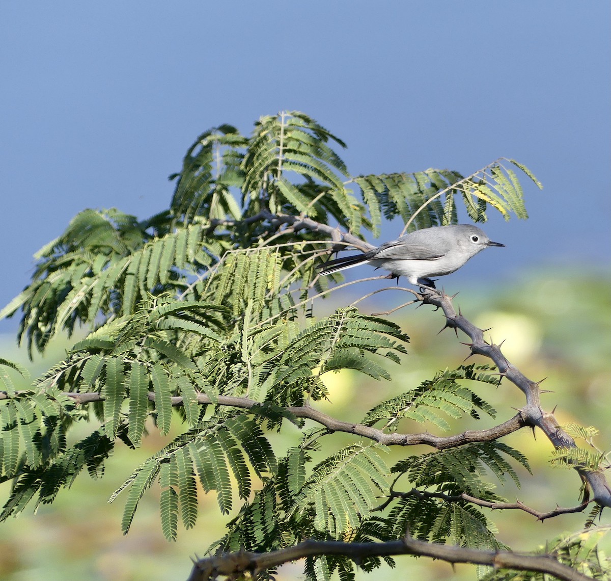 Blue-gray Gnatcatcher - ML419958581