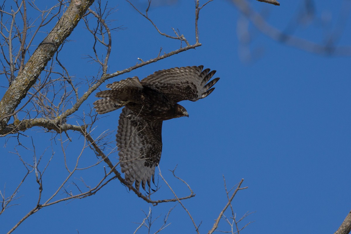 Red-tailed Hawk - ML419961611