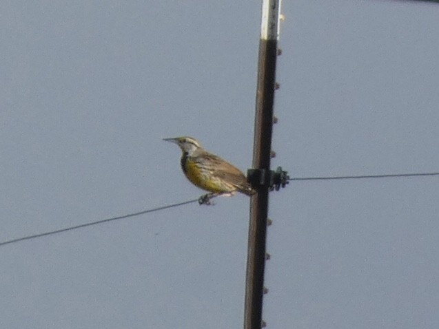 Eastern Meadowlark - ML419962691