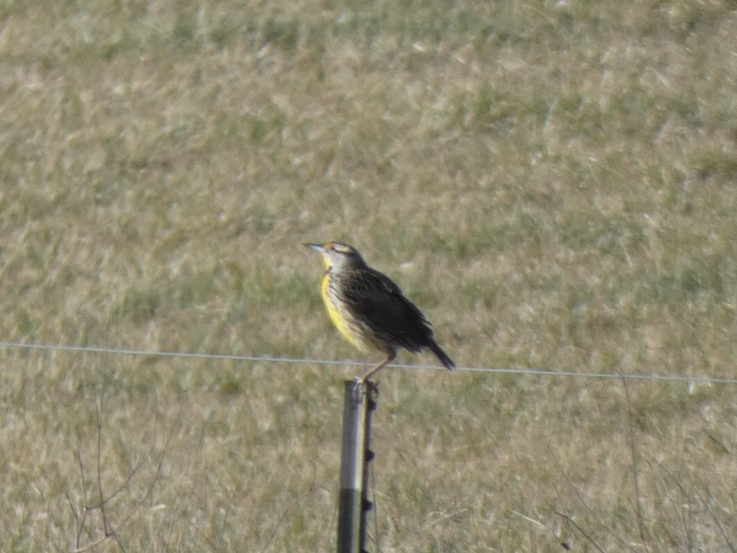 Eastern Meadowlark - ML419962701