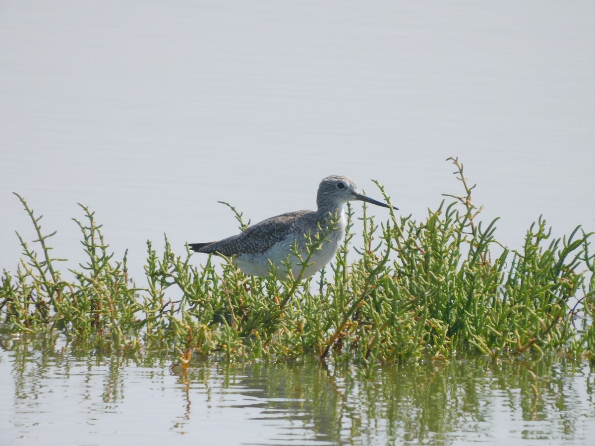 Lesser Yellowlegs - ML419962941