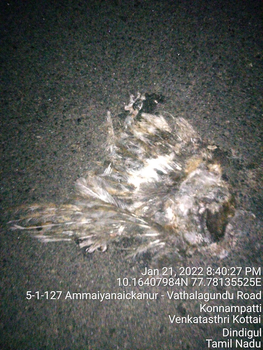 Rock Eagle-Owl - ML419964281