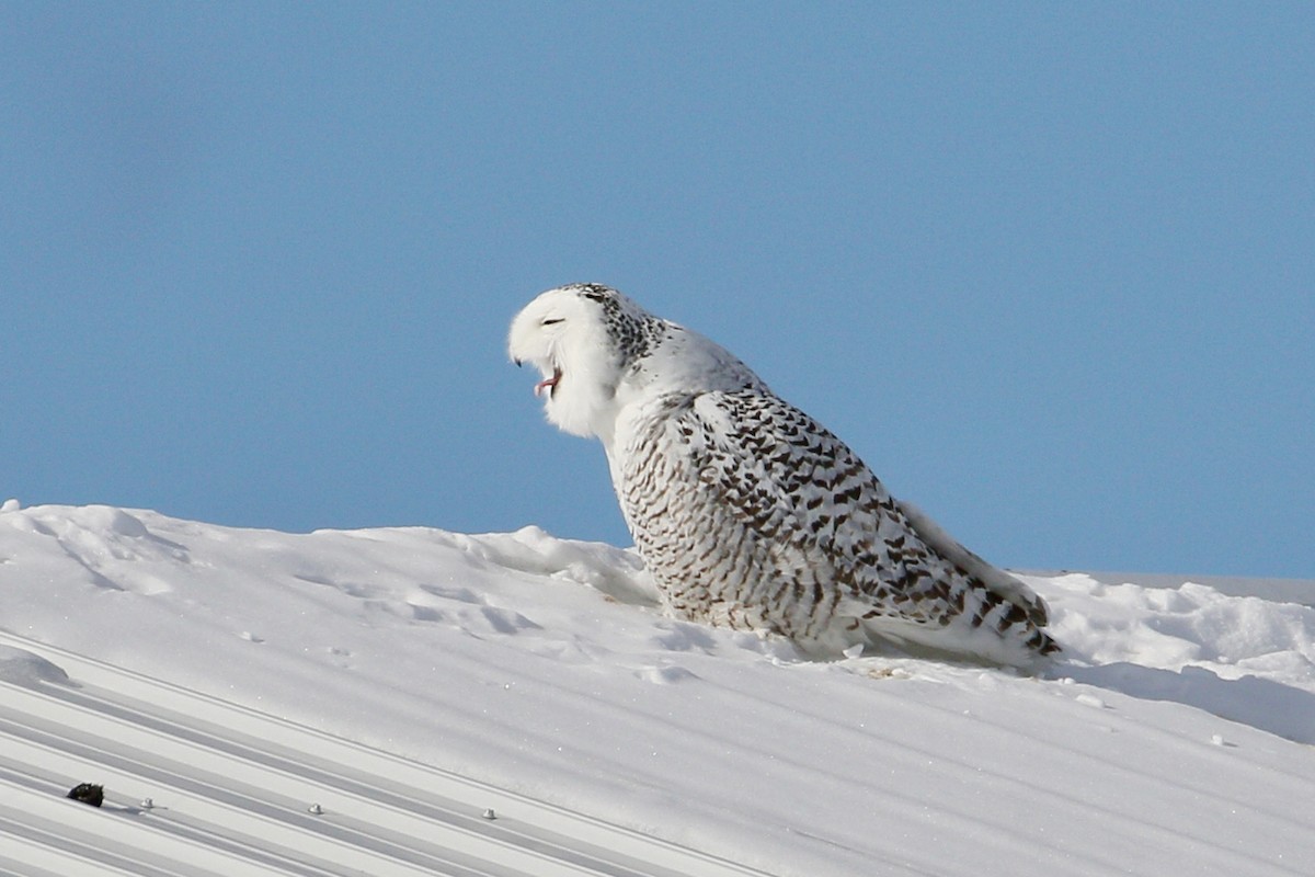 Snowy Owl - ML419965021