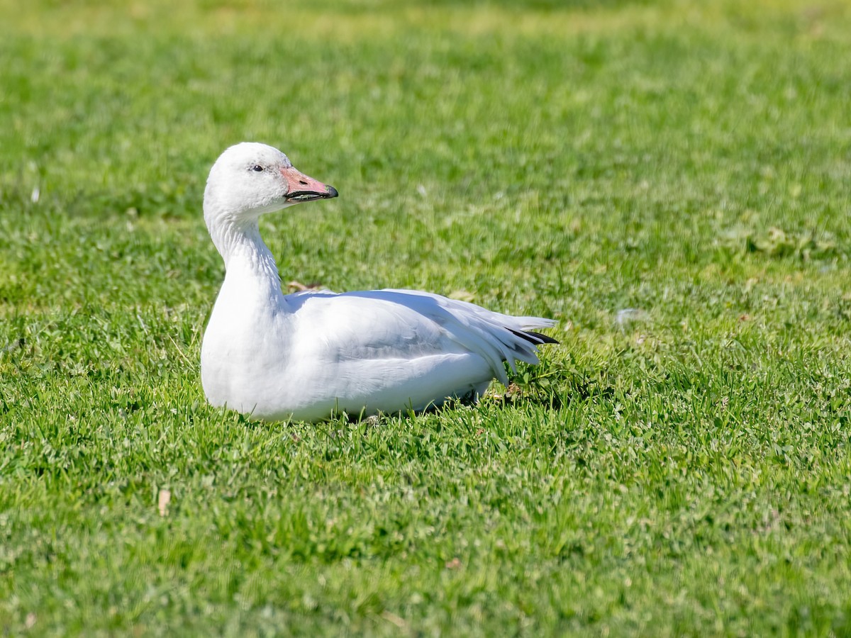 Snow Goose - ML419965611