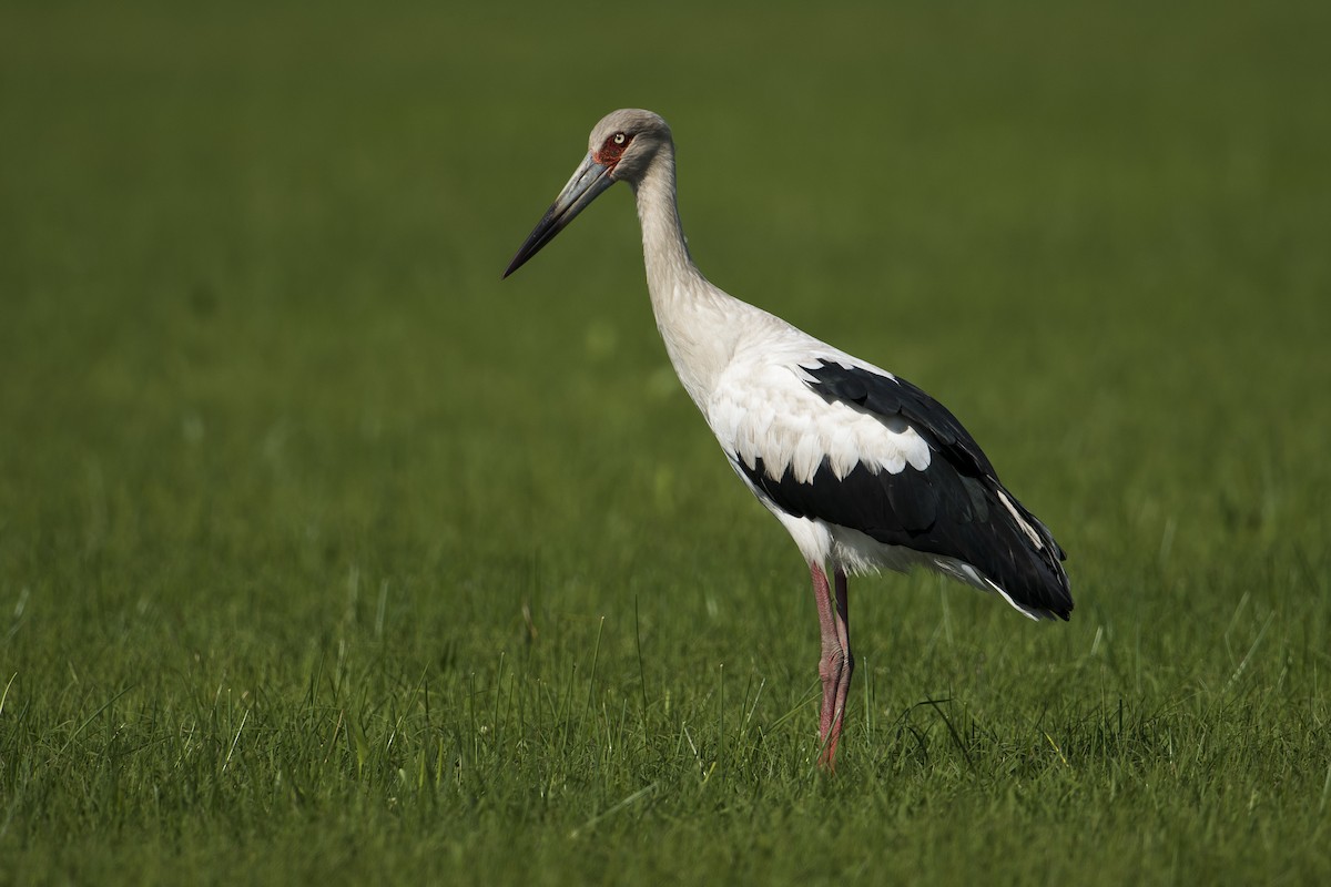Maguari Stork - Luiz Carlos Ramassotti