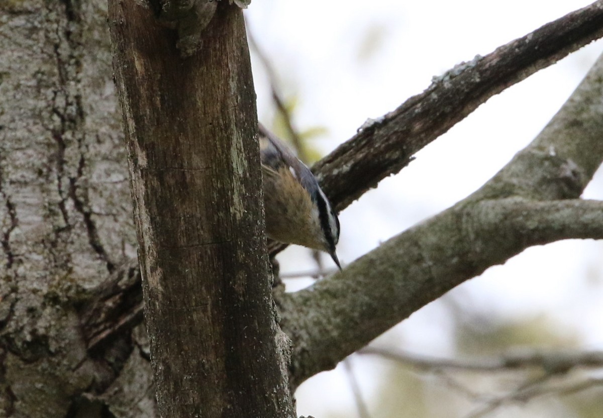 Red-breasted Nuthatch - ML419966941