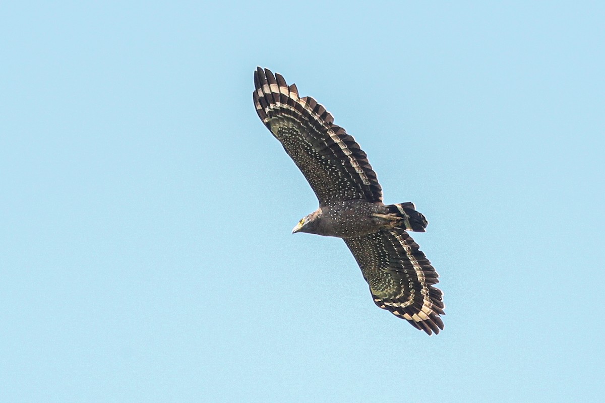 Crested Serpent-Eagle - ML419966951