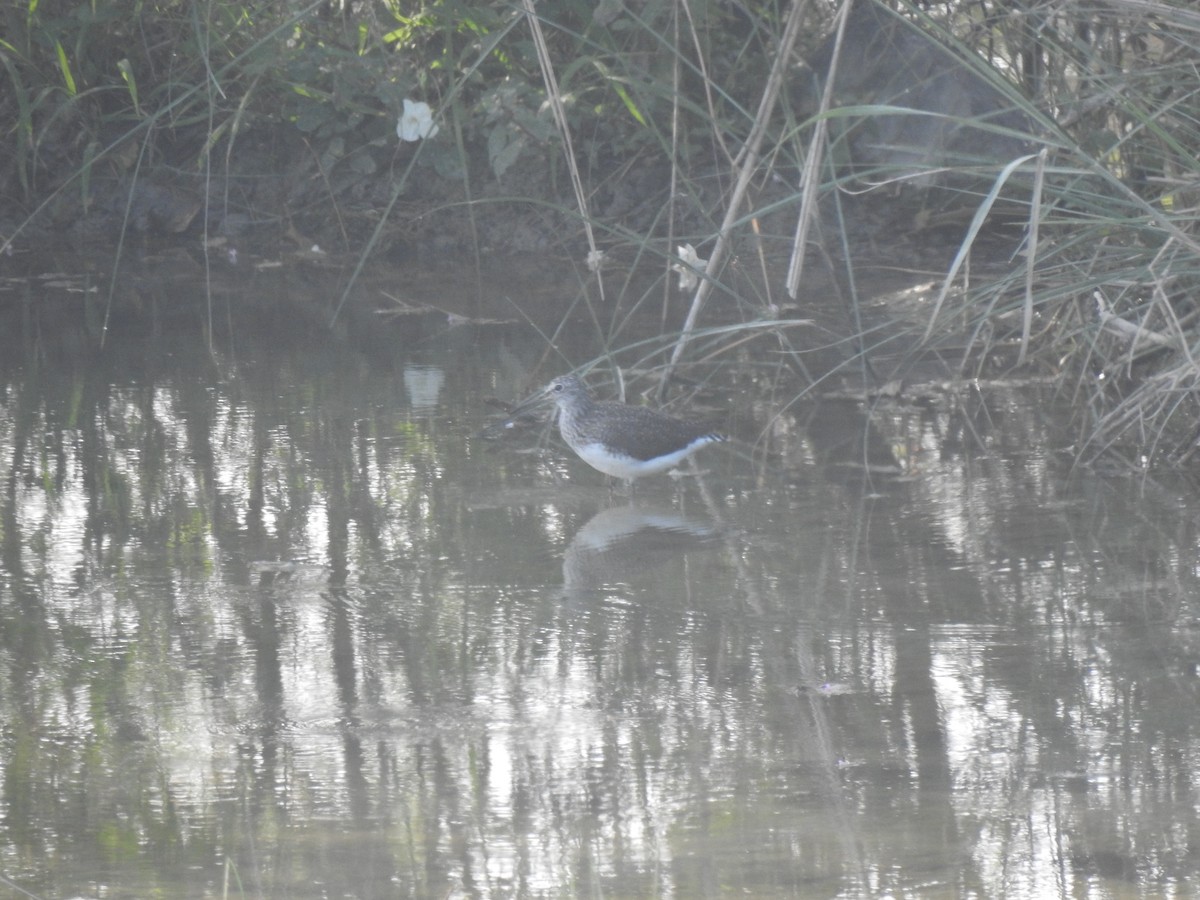 Green Sandpiper - Sivakumar Ramasamy