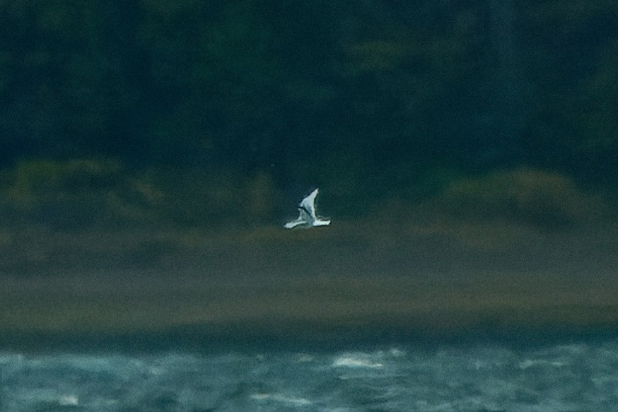 Black-legged Kittiwake - ML419967141