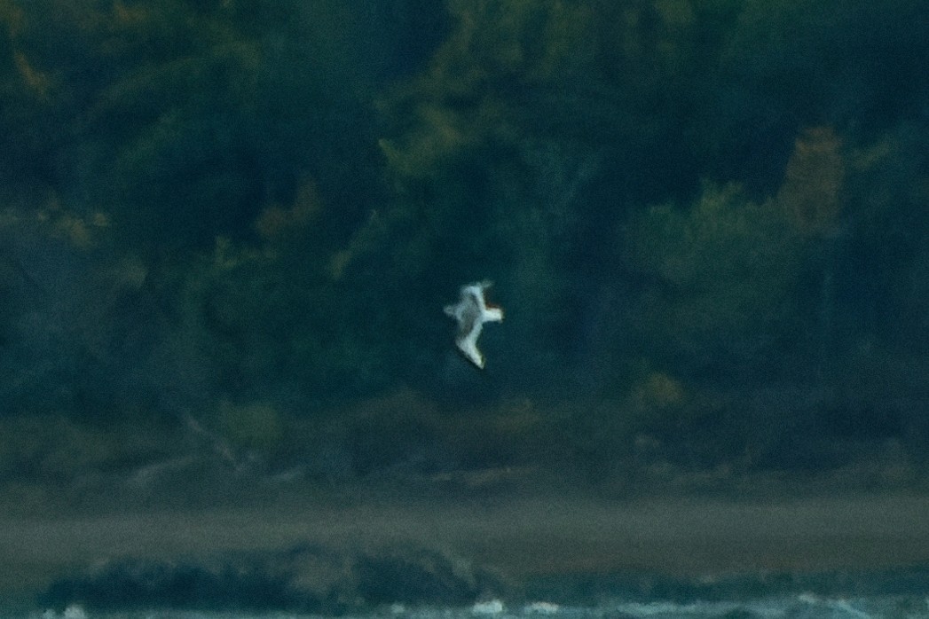 Black-legged Kittiwake - ML419967151