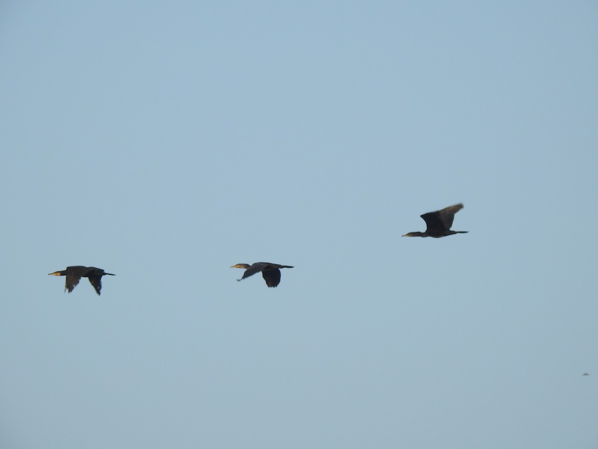 Great Cormorant - ML419967181