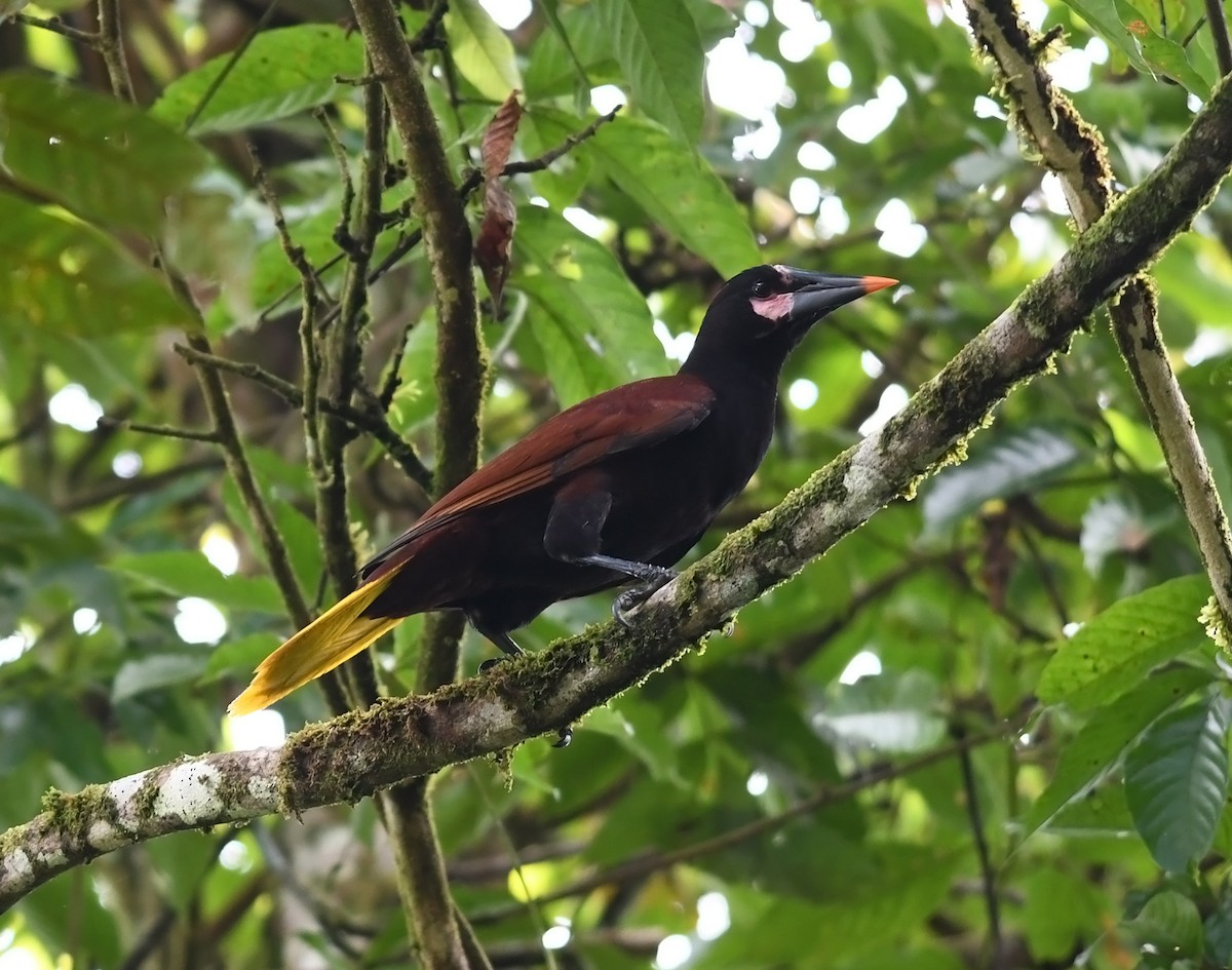 Baudo Oropendola - ML419969471