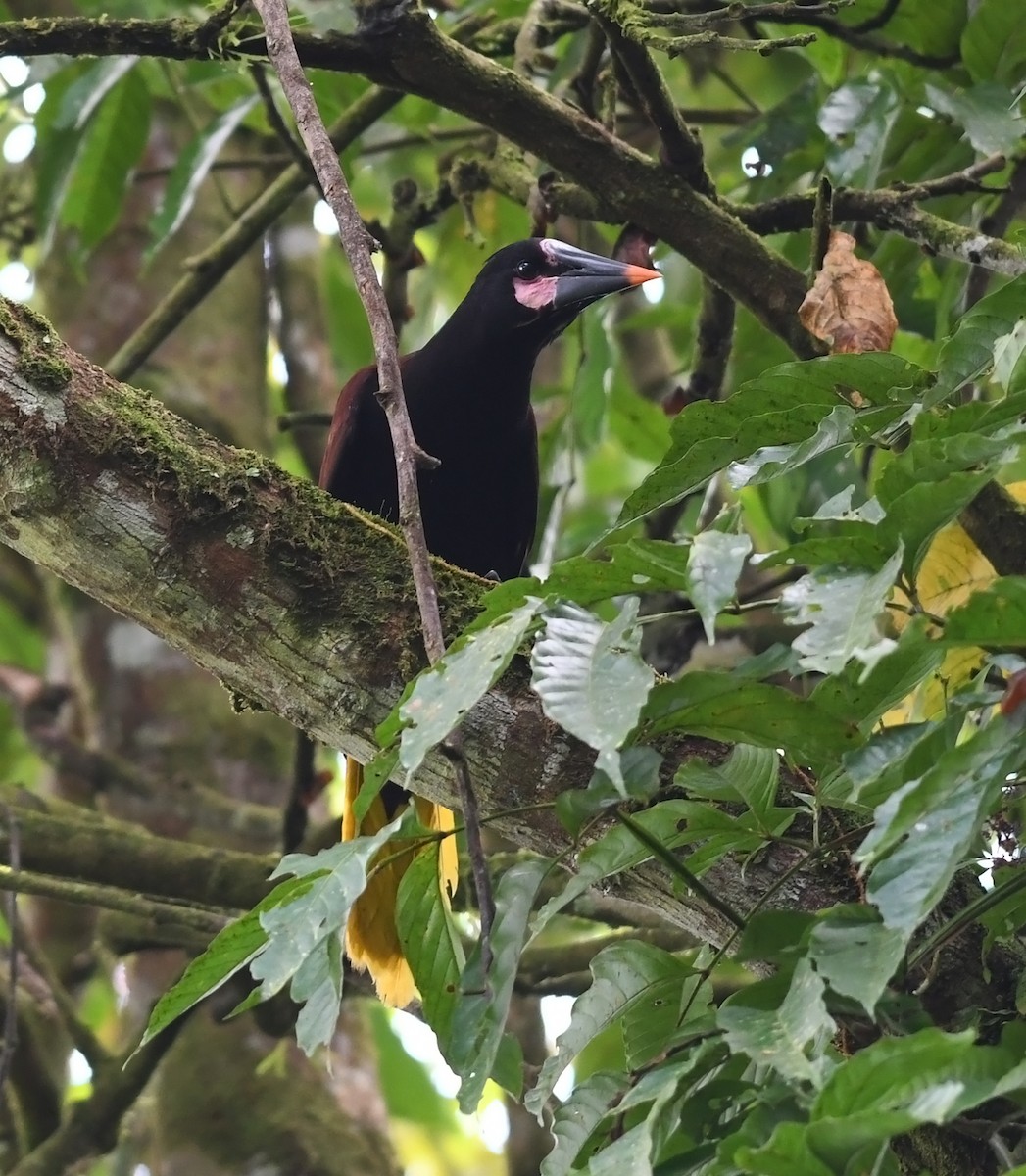 Baudo Oropendola - ML419969501