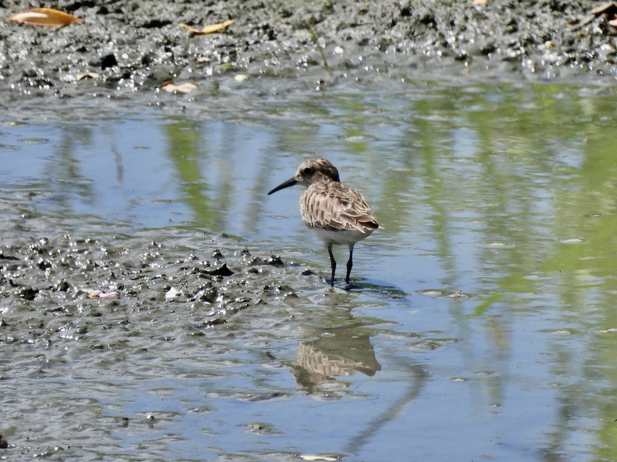 Western Sandpiper - ML419969771