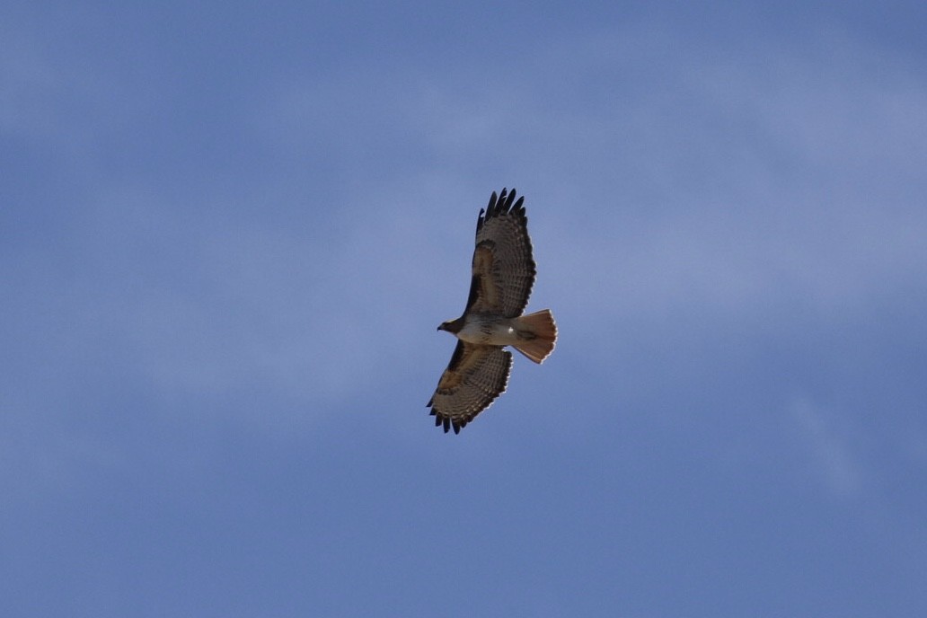 Red-tailed Hawk - ML419970281