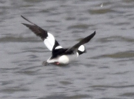 Bufflehead - ML419970531