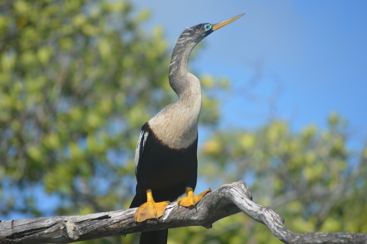 Anhinga - ML419970881