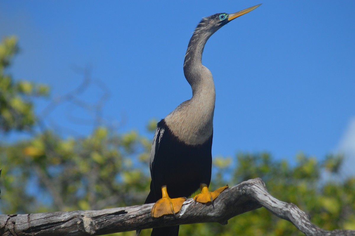 Anhinga - ML419970891