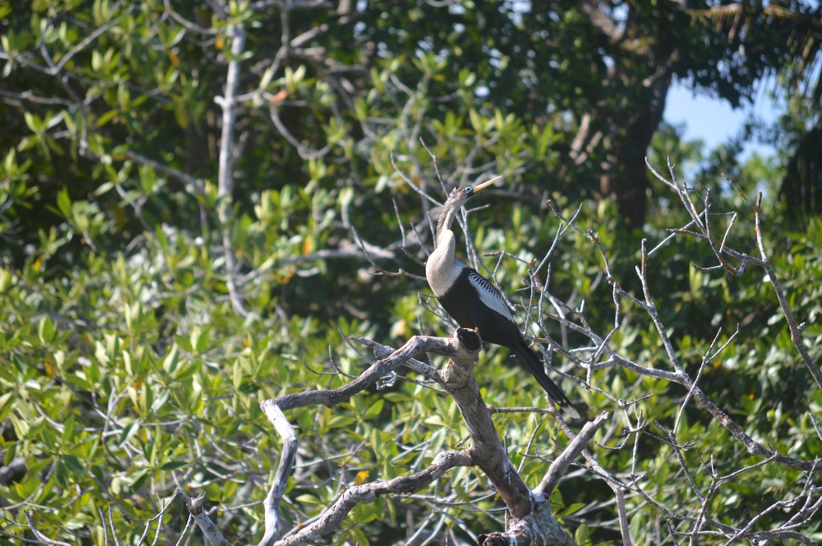 Anhinga - ML419970911