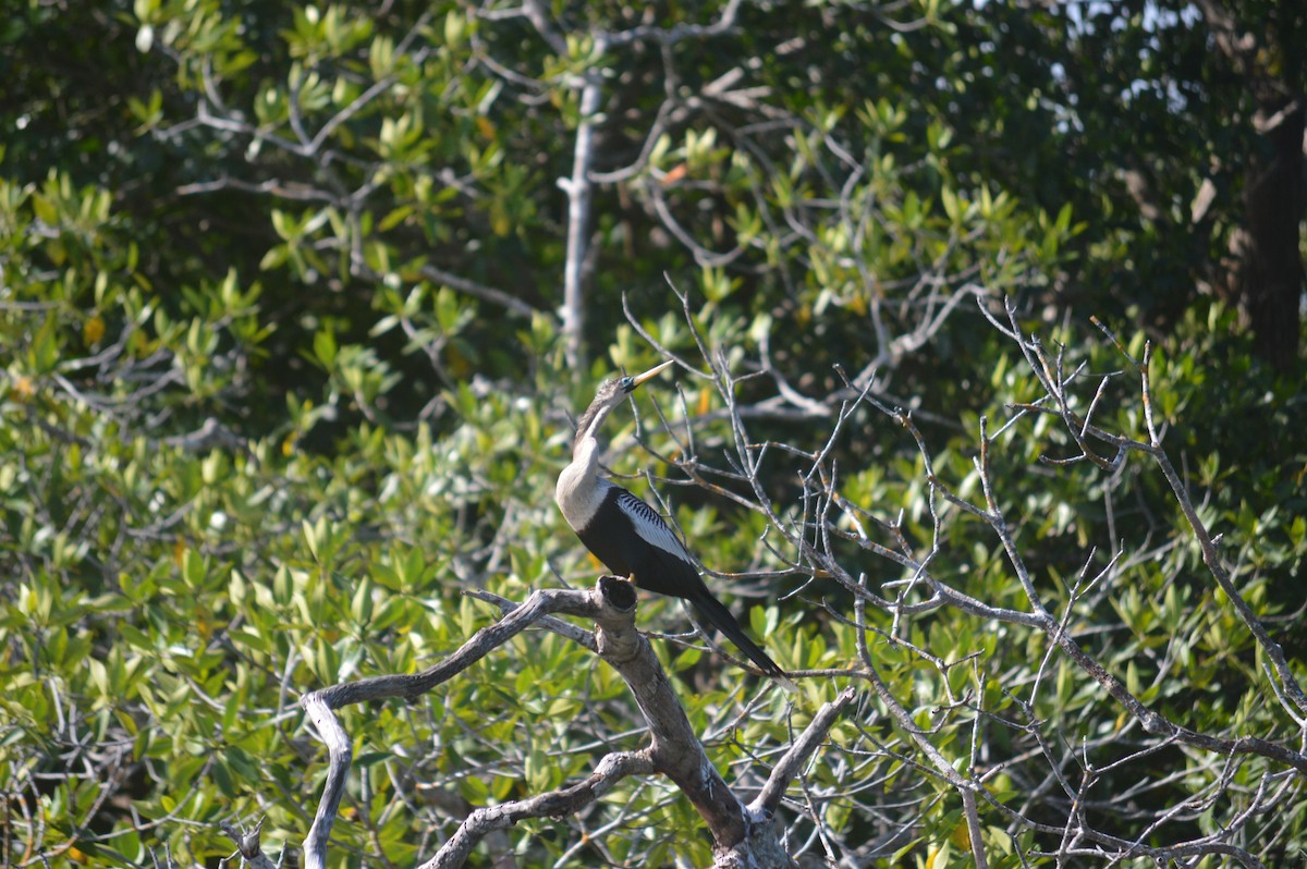 Anhinga - ML419970921