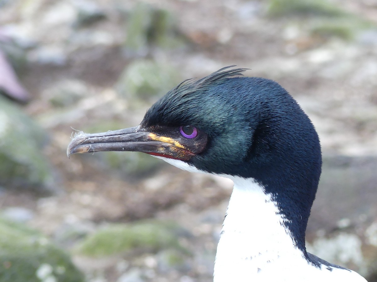 Auckland Islands Shag - ML41997391