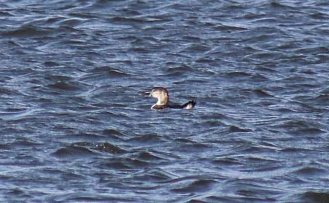 Common Loon - ML419974221