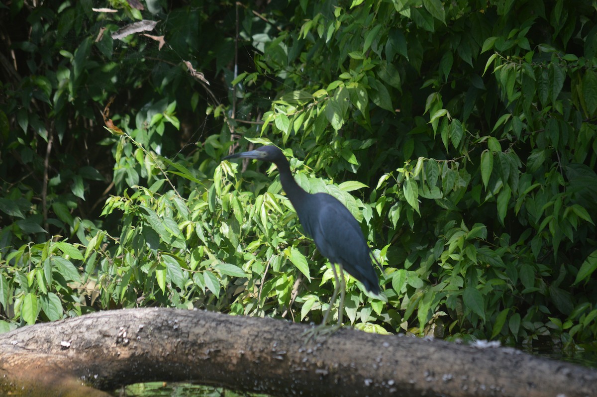 Little Blue Heron - ML419974291