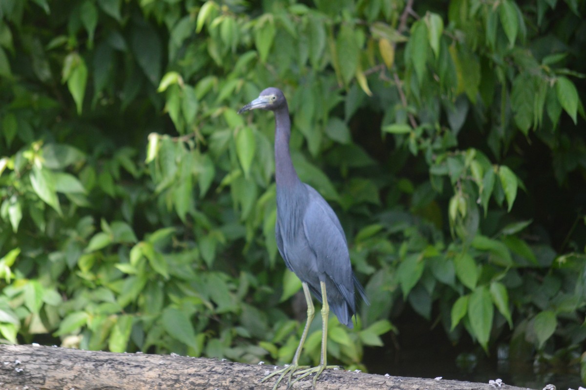 Little Blue Heron - ML419974321