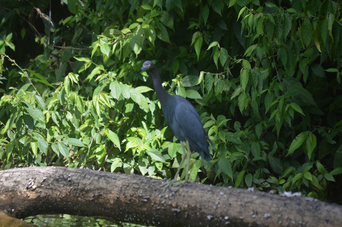Little Blue Heron - ML419974331