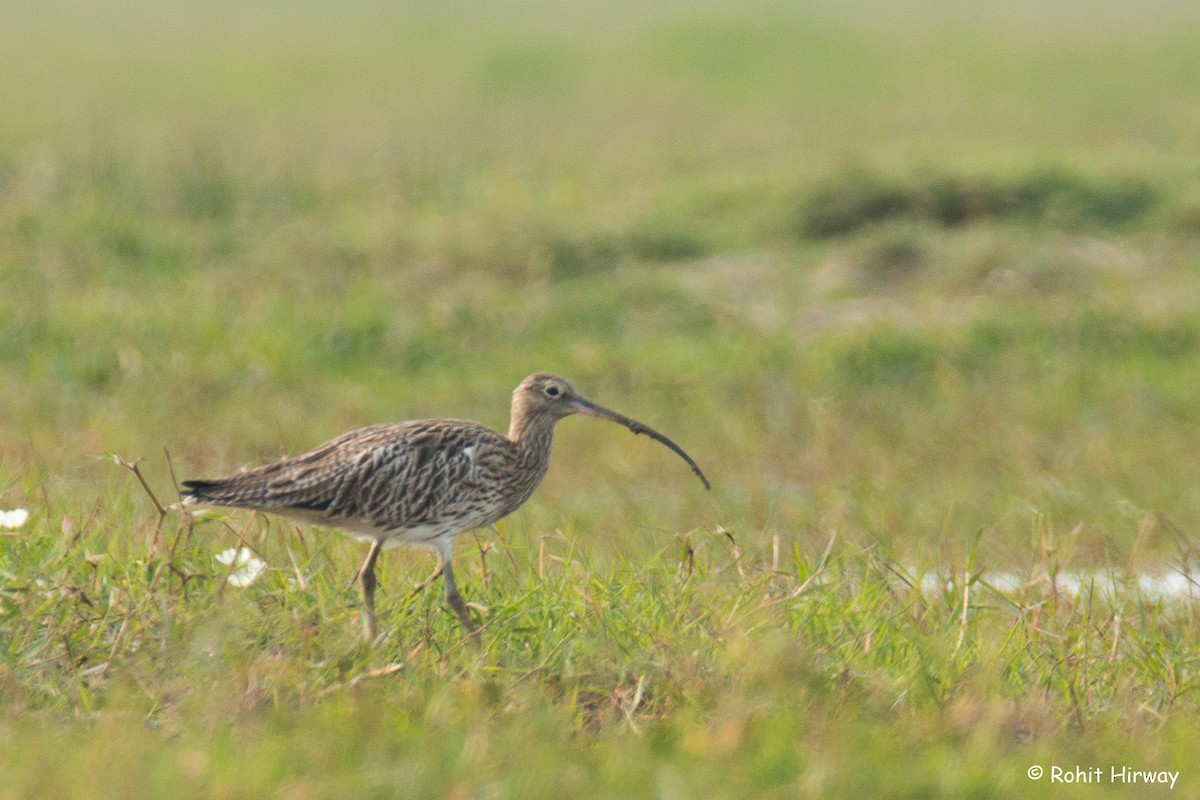 Eurasian Curlew - Rohit Hirway