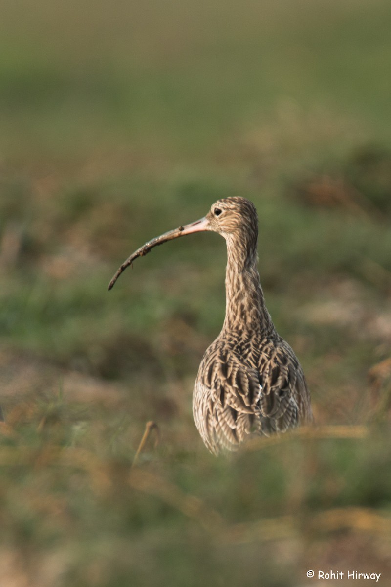 Eurasian Curlew - Rohit Hirway