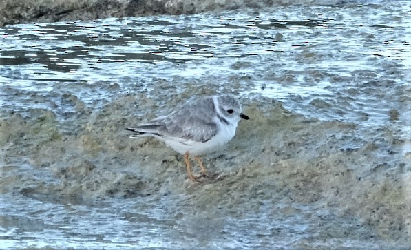 Piping Plover - ML419974551